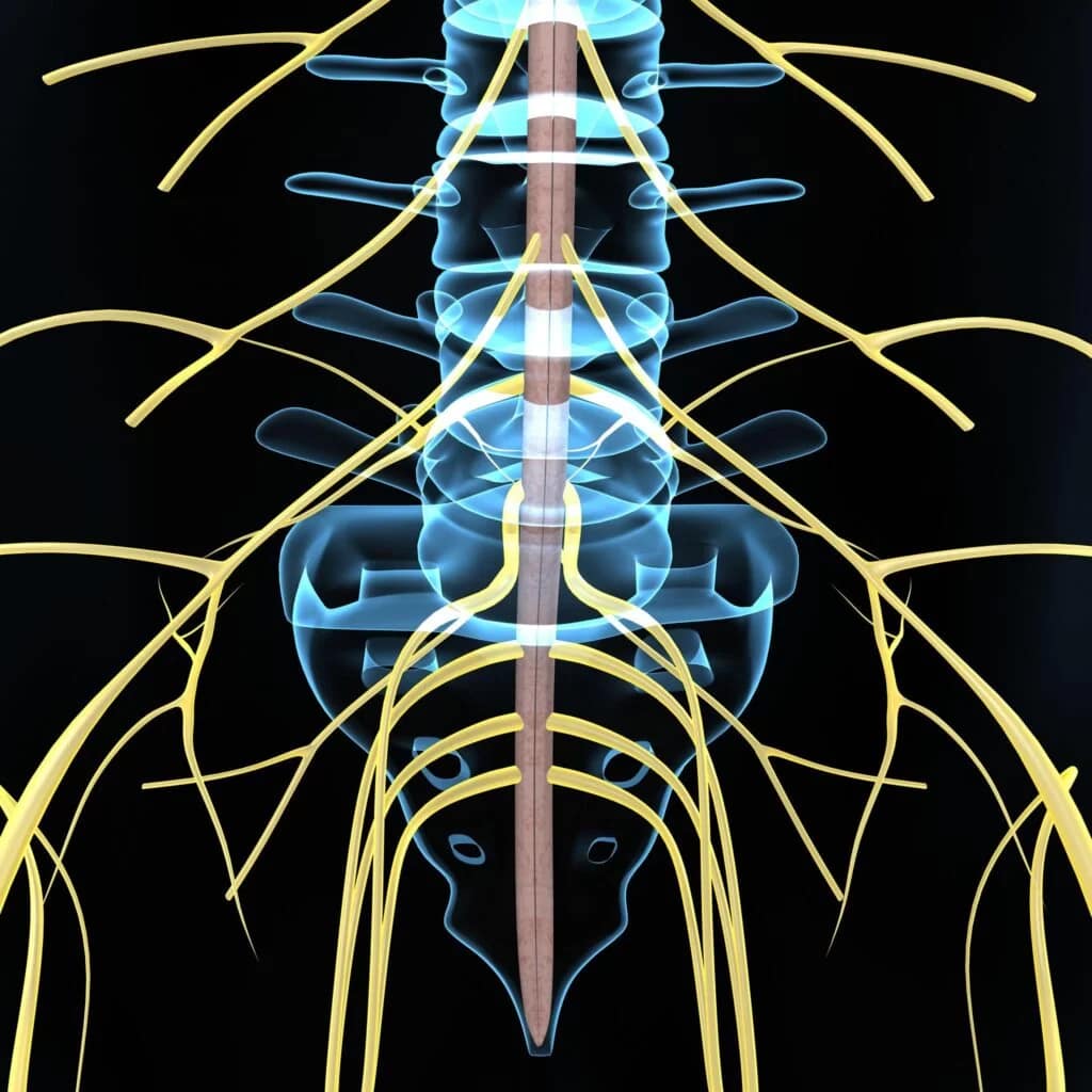 Spinal column with nerves radiating out, x-ray view