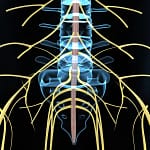 Spinal column with nerves radiating out, x-ray view